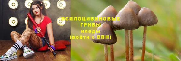 стаф Богородск